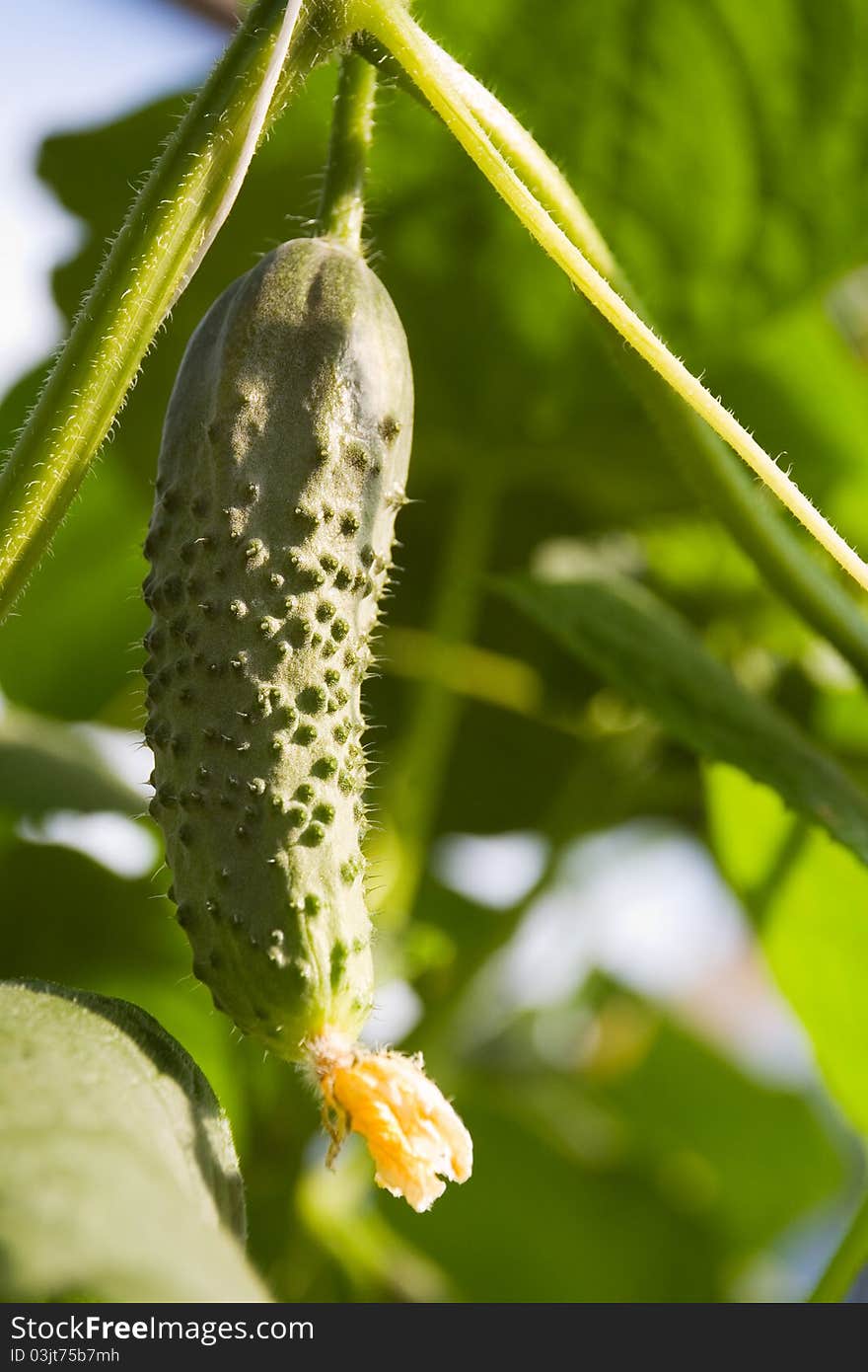 Ripe cucumber growing on vine in rural greenhouse