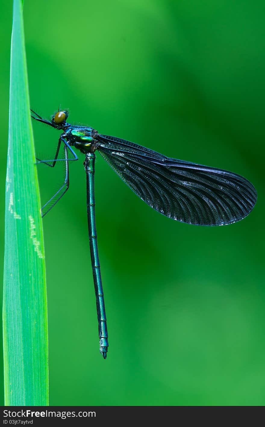 A damselfly resting on a blade of green grass