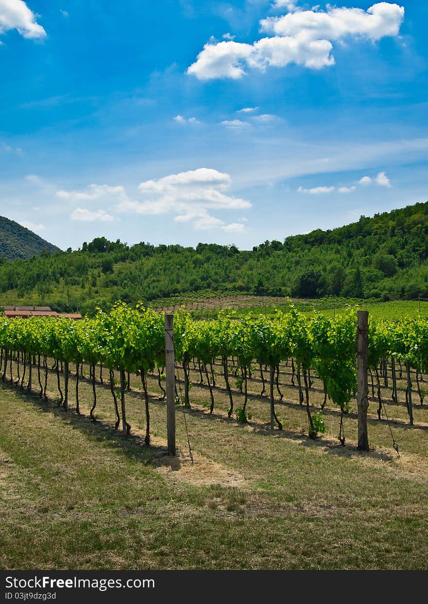 Grape, grapevine plants in a beautiful vineyard. Grape, grapevine plants in a beautiful vineyard