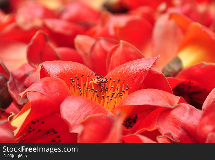 The closeup photo of bombax ceiba Tree Blooms。Photo taken in South of China。. The closeup photo of bombax ceiba Tree Blooms。Photo taken in South of China。