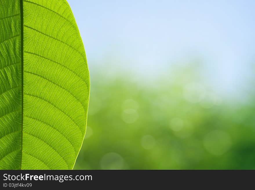 Green leaf on spring background