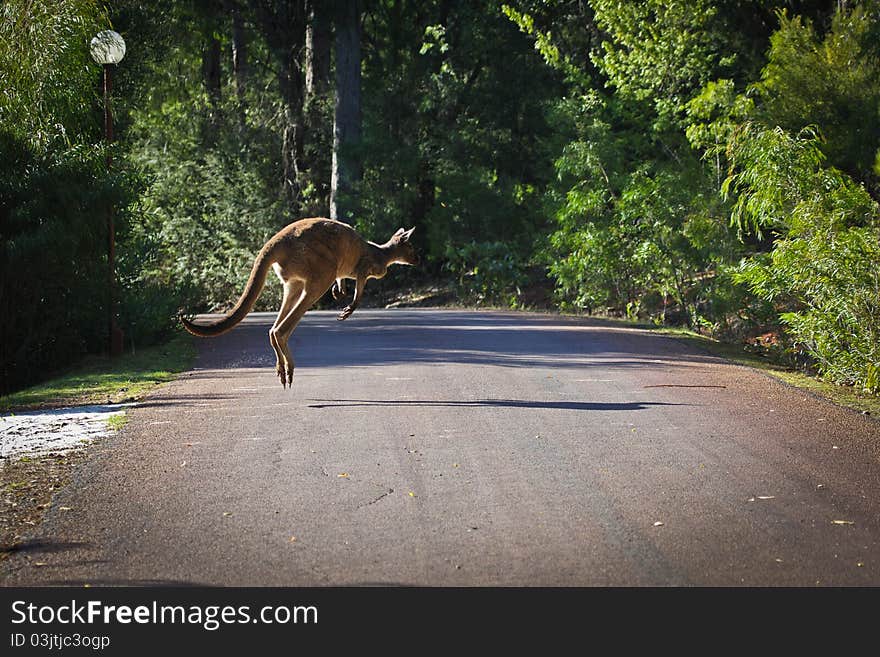 The kangaroo animal in a wild in Australia