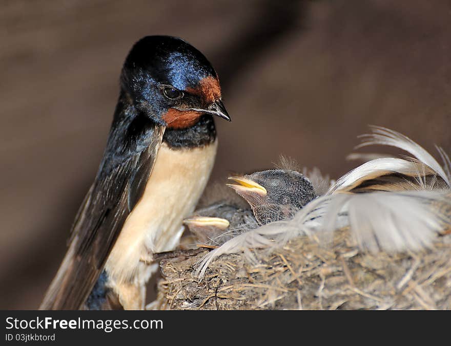 A european swallow with her child