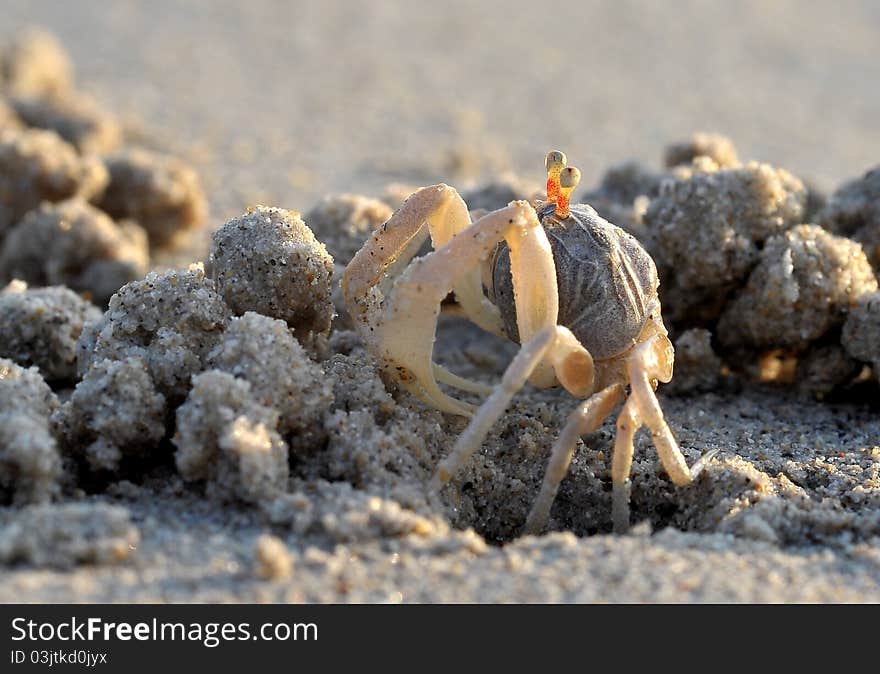 A crab on the beach