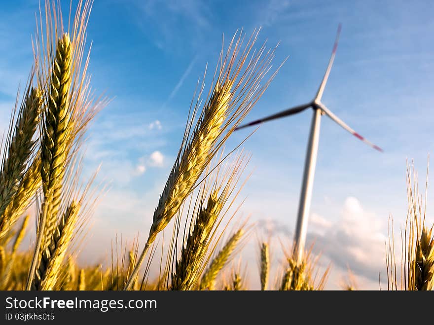 A wind turbine in the grain-field in front of blue sky. A wind turbine in the grain-field in front of blue sky