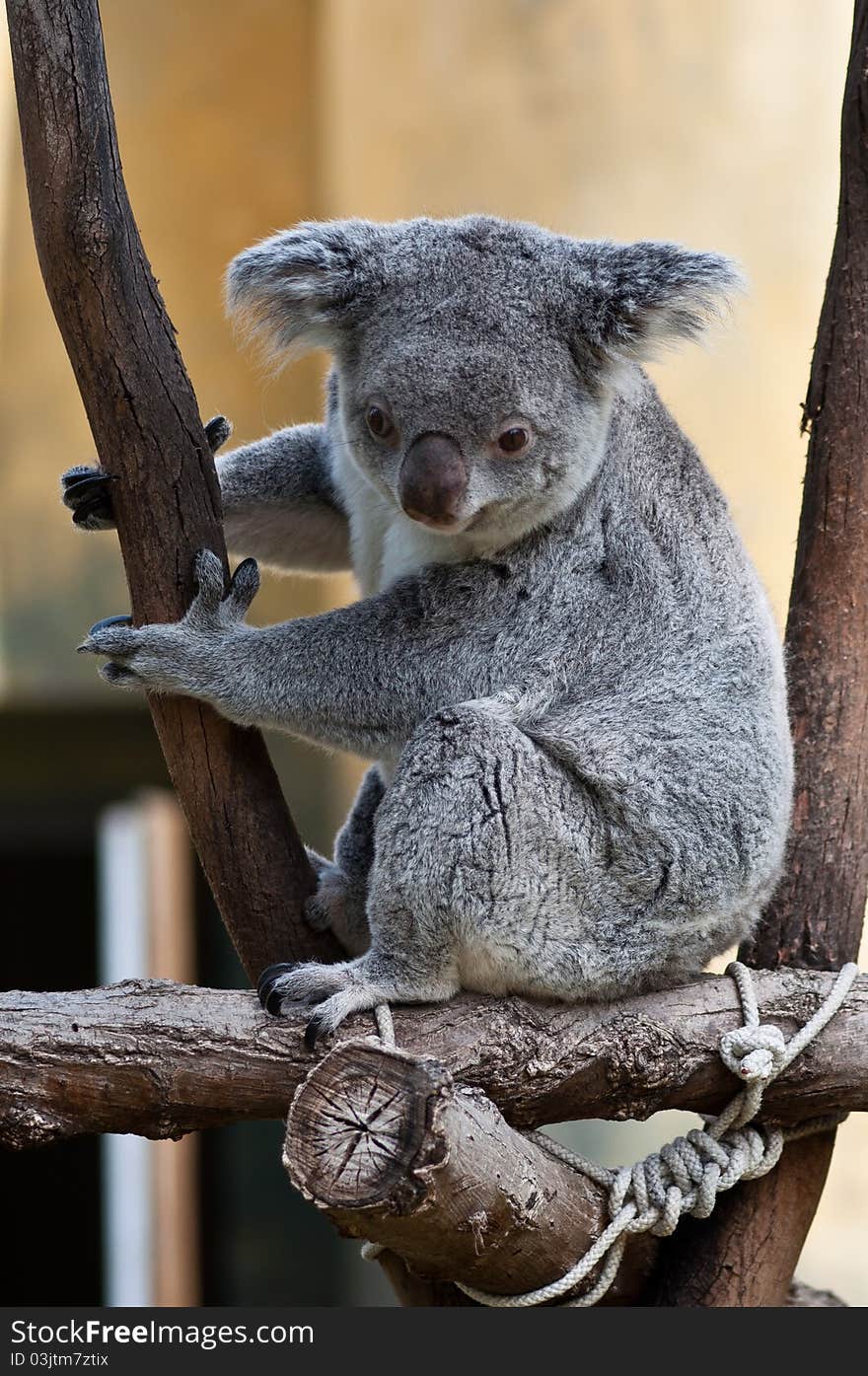 Curious cute koala looking down