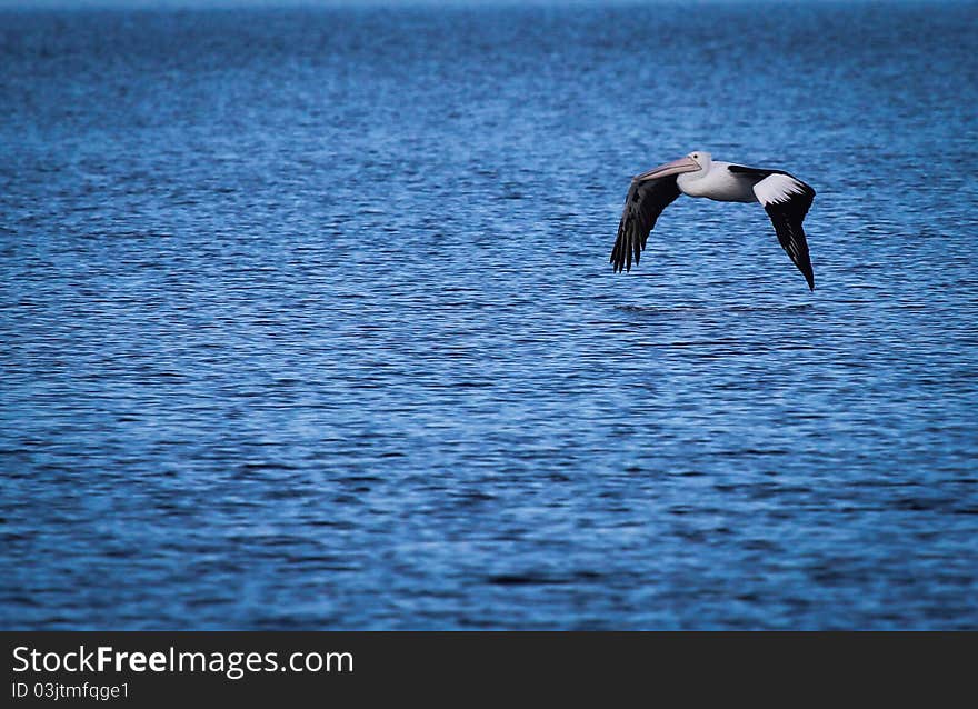 The beautiful pelikan bird in a wildlife