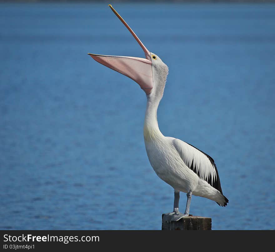 The beautiful pelikan bird in a wildlife