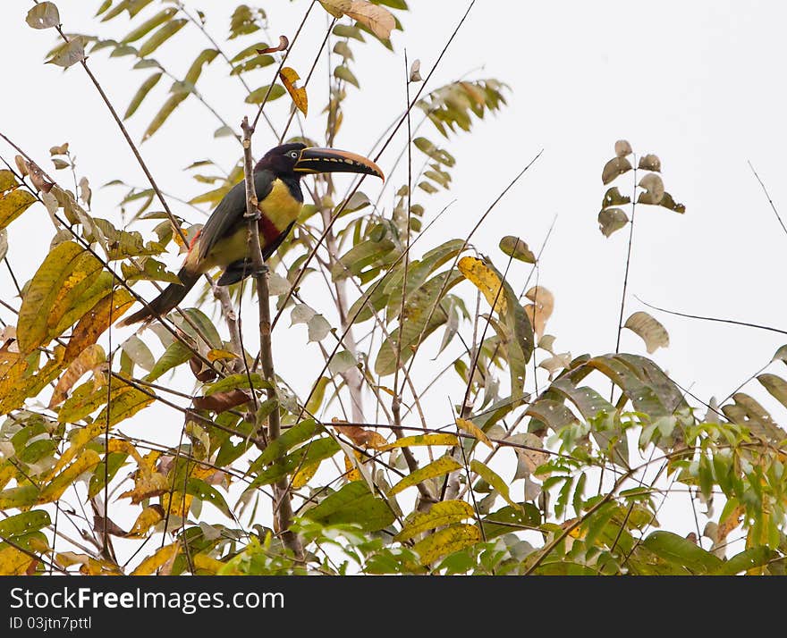 A Chestnut-eared Aracari