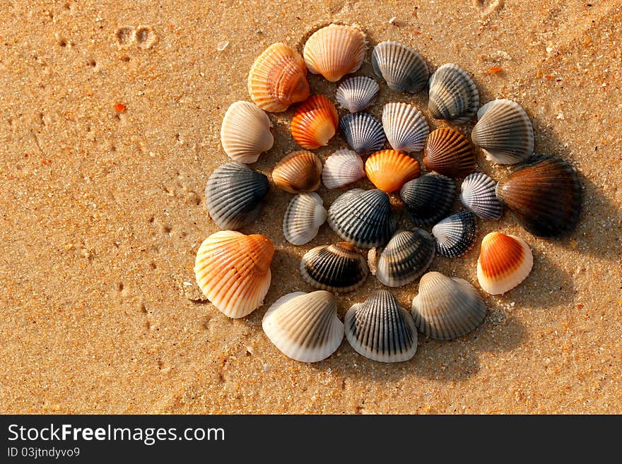 Colorful shells arranged beautifully at an arabian sea seashore