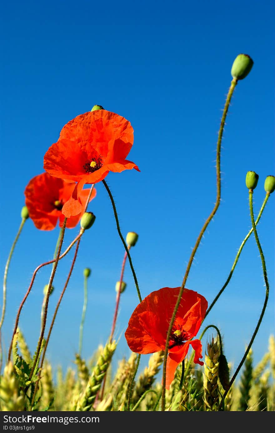 Red poppy on background of blue sky