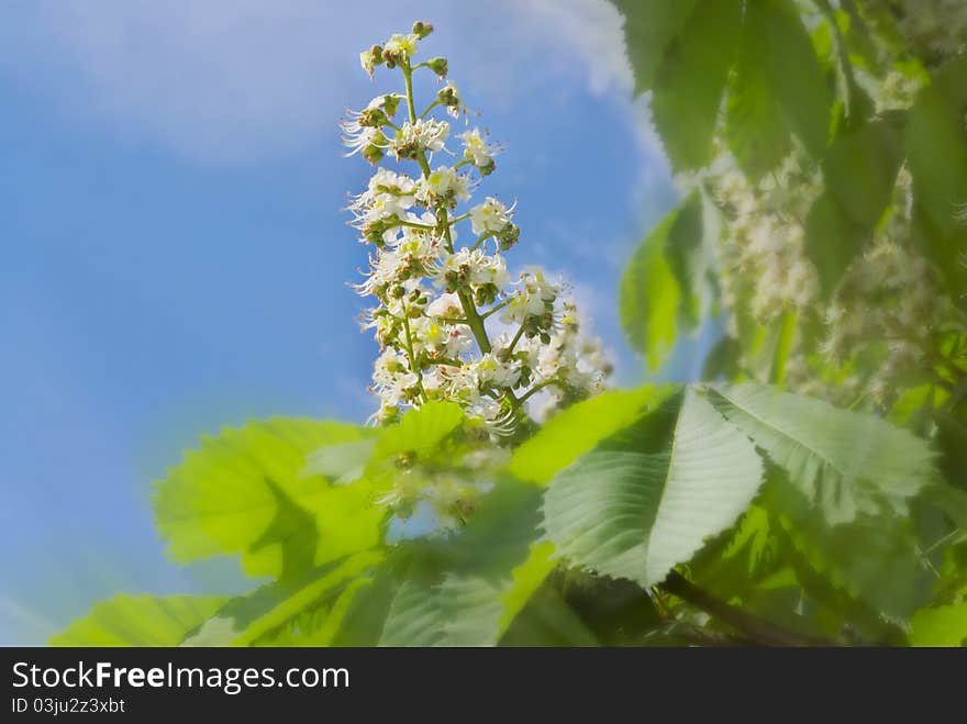 White small flowers chestnut spring leaves. White small flowers chestnut spring leaves.