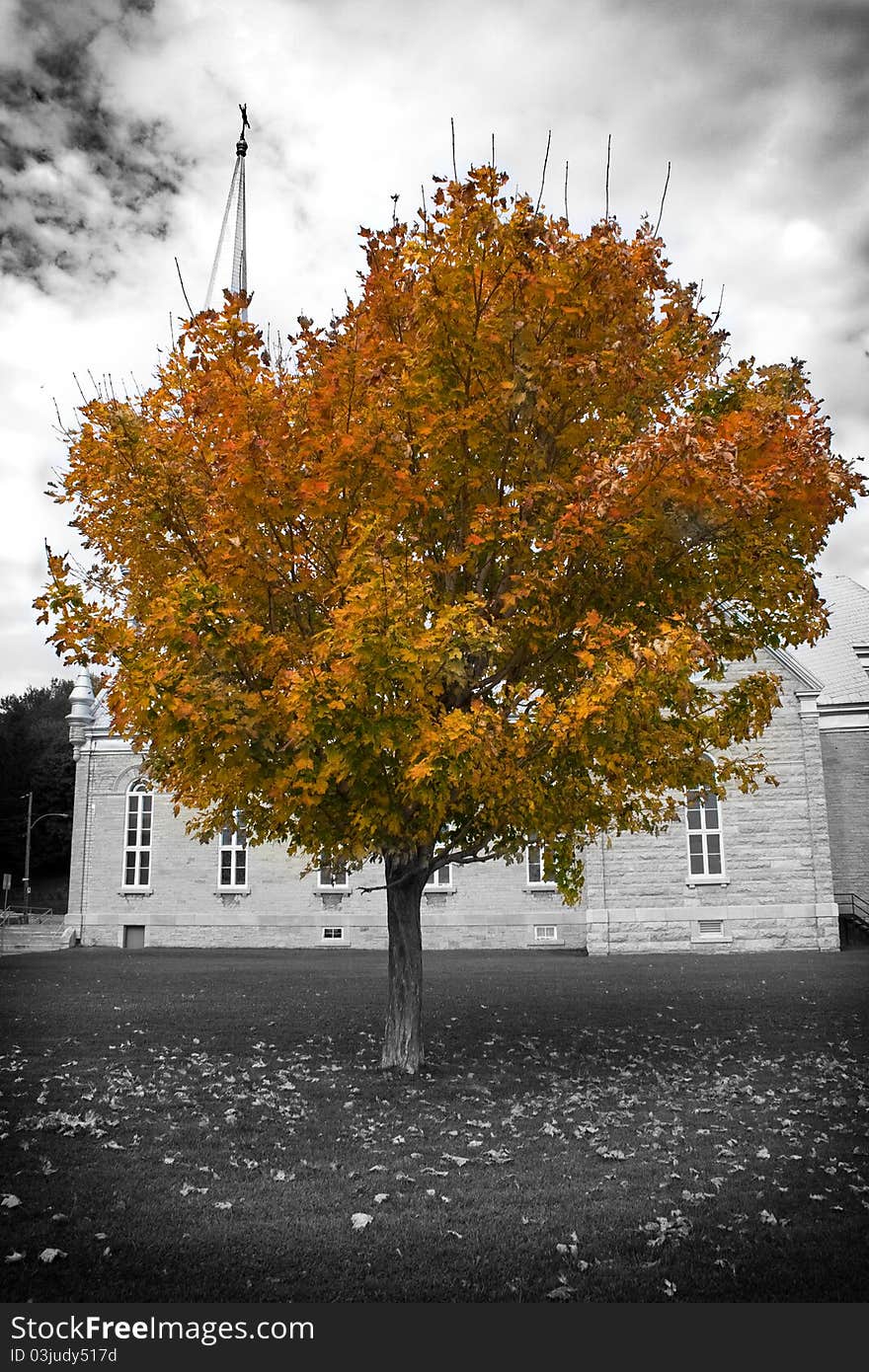 Autumn Tree And Church