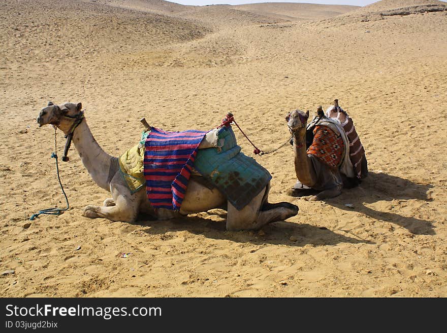 Two camels resting before carrying tourists in the pyramids, Egypt. Two camels resting before carrying tourists in the pyramids, Egypt