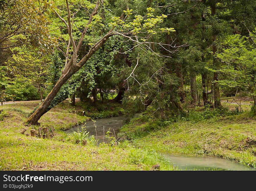 Picture of a river in the park and around trees. Picture of a river in the park and around trees