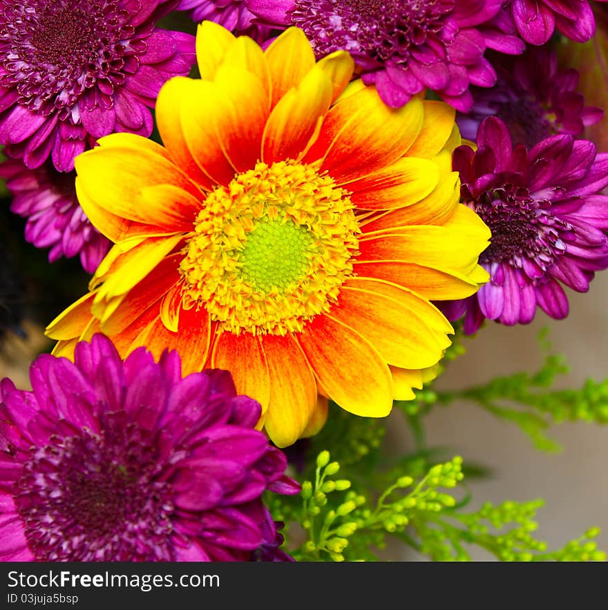 Sunburst Sunflower surrounded by purple flowers