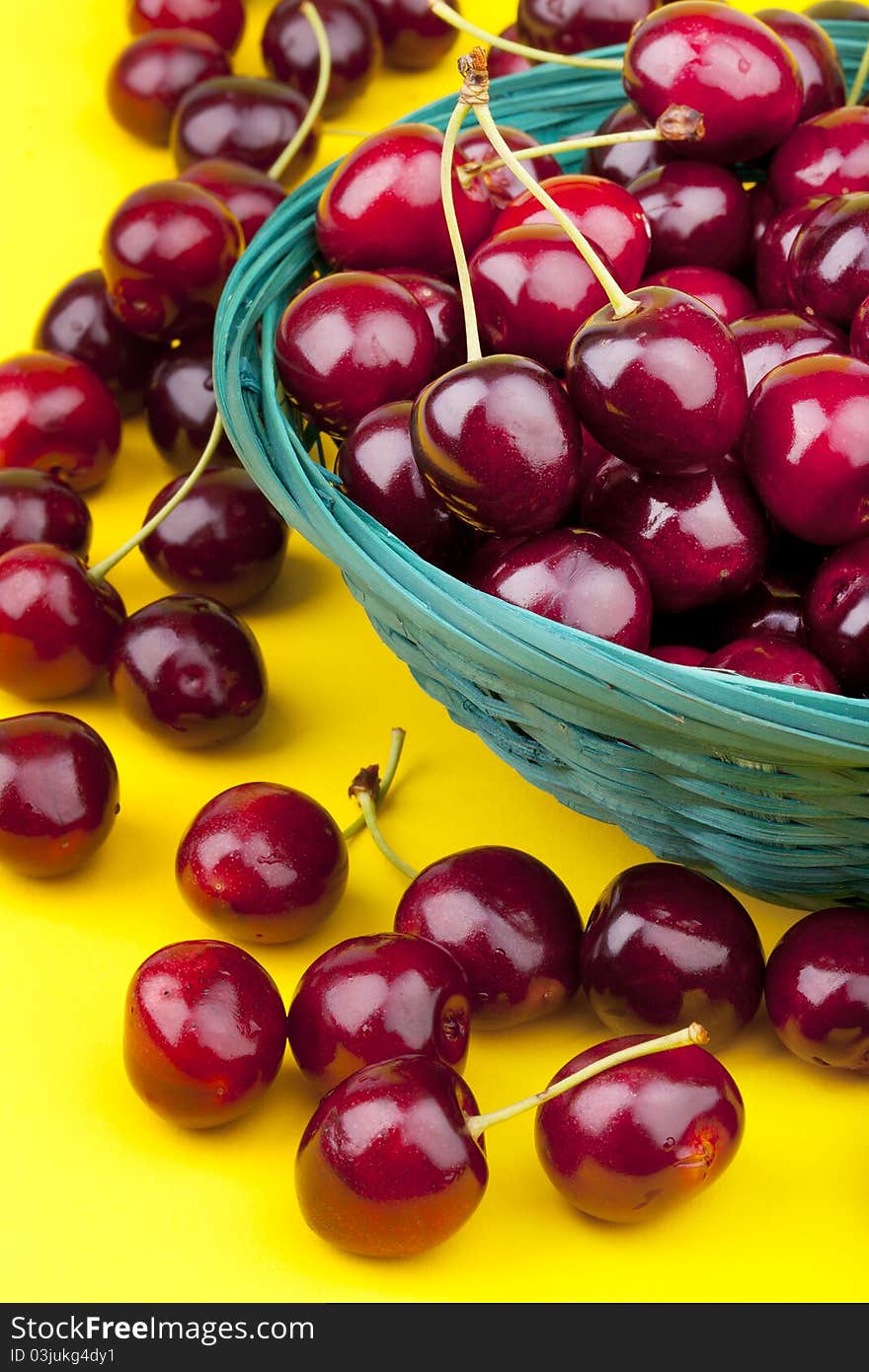 Studio-shot of a green basket full with fresh picked organic cherries on a yellow background.