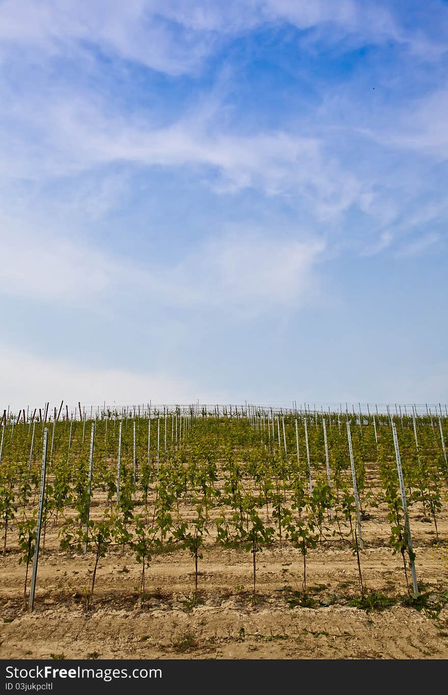 Barbera vineyard during spring season, Monferrato area, Piedmont region, Italy. Barbera vineyard during spring season, Monferrato area, Piedmont region, Italy