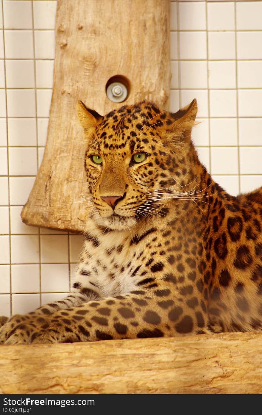 Leopard resting in the zoo s cage