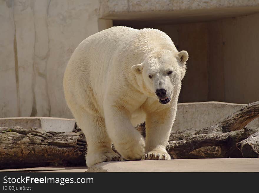 Polar bear in the zoo s pavilion