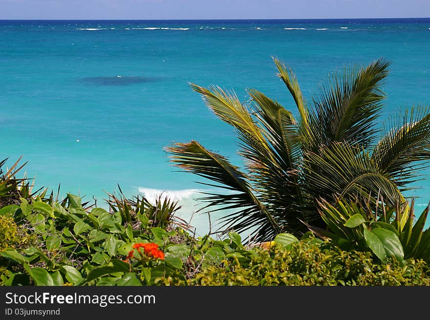 Sea and palm tree background