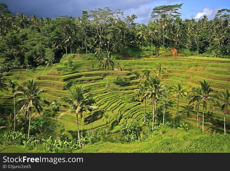 Green Rice terraces in Bali, Indonesia