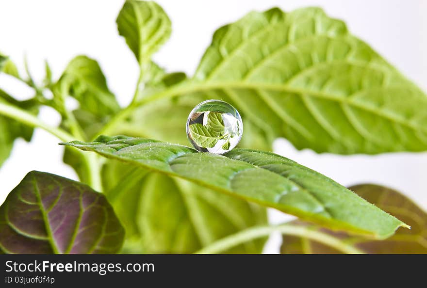 Plants and water on white background. Plants and water on white background