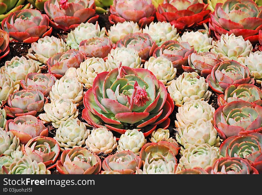 Pink hens and chicks