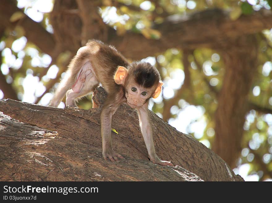 A picture of Long-tailed Macaque wildlife action in forest park