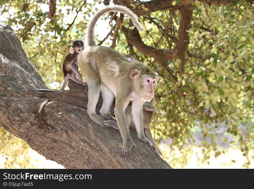 A picture of Long-tailed Macaque wildlife action in forest park