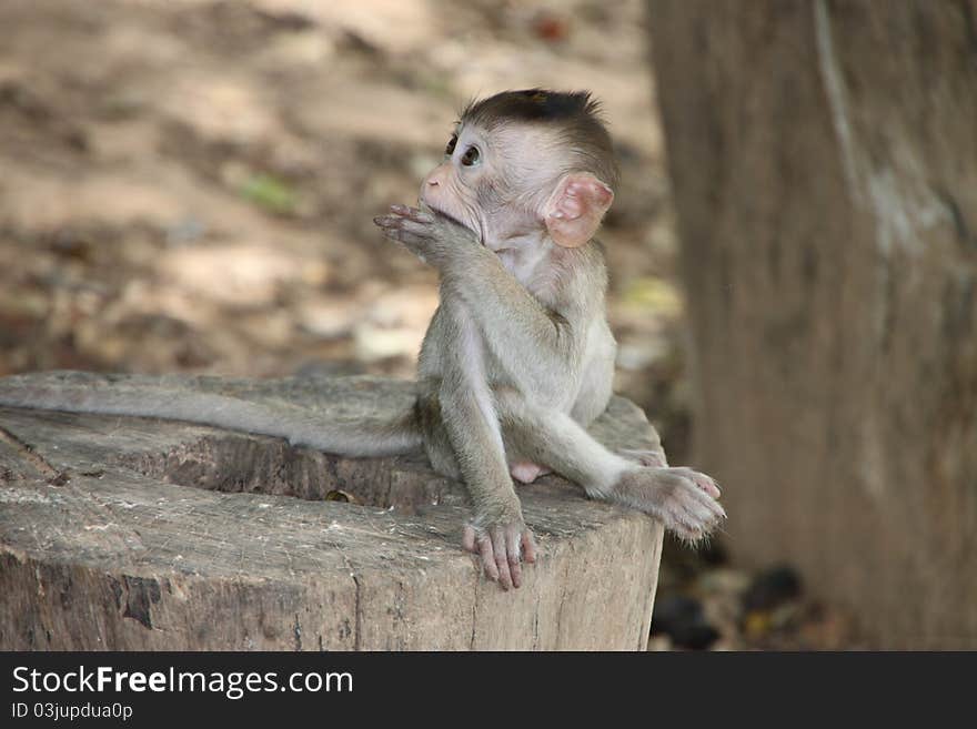 A picture of Long-tailed Macaque wildlife action  in forest park