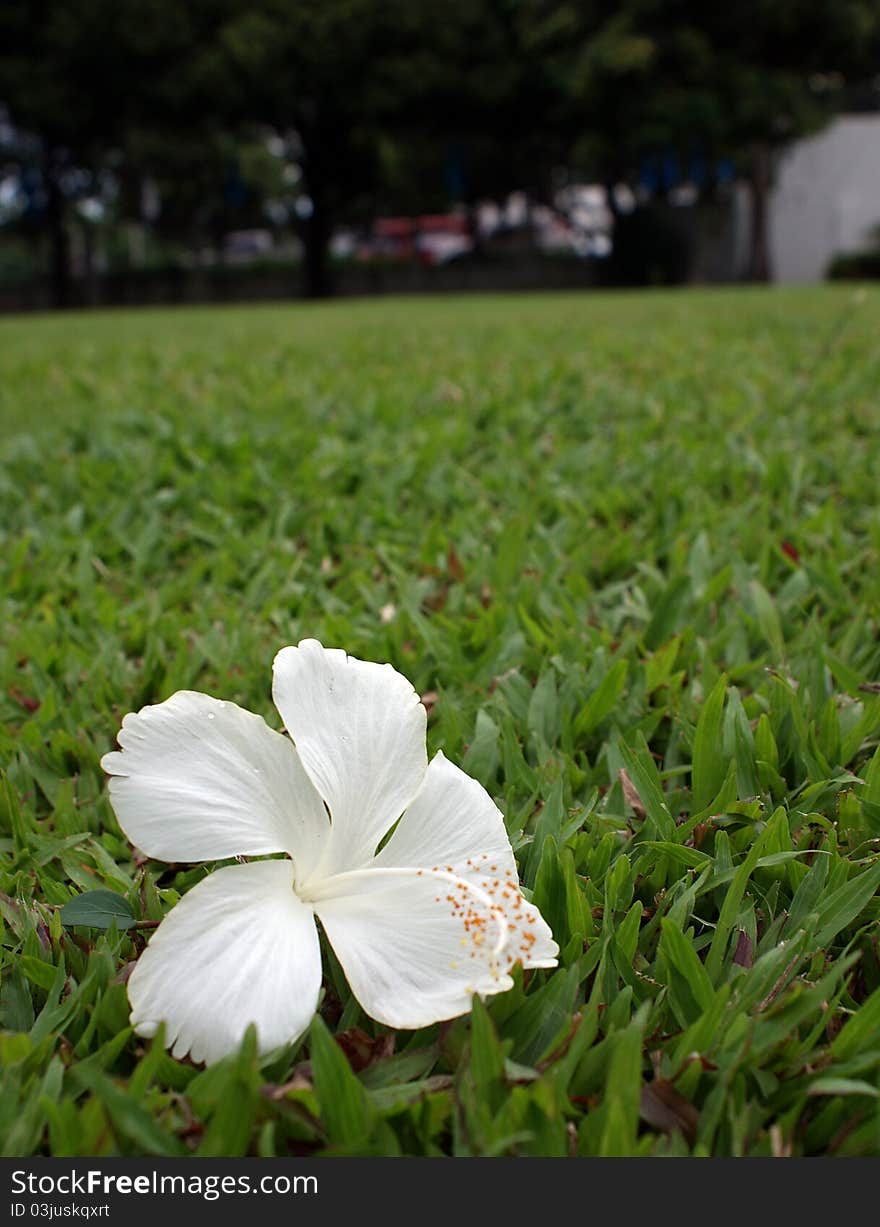 White flower on green grass. White flower on green grass