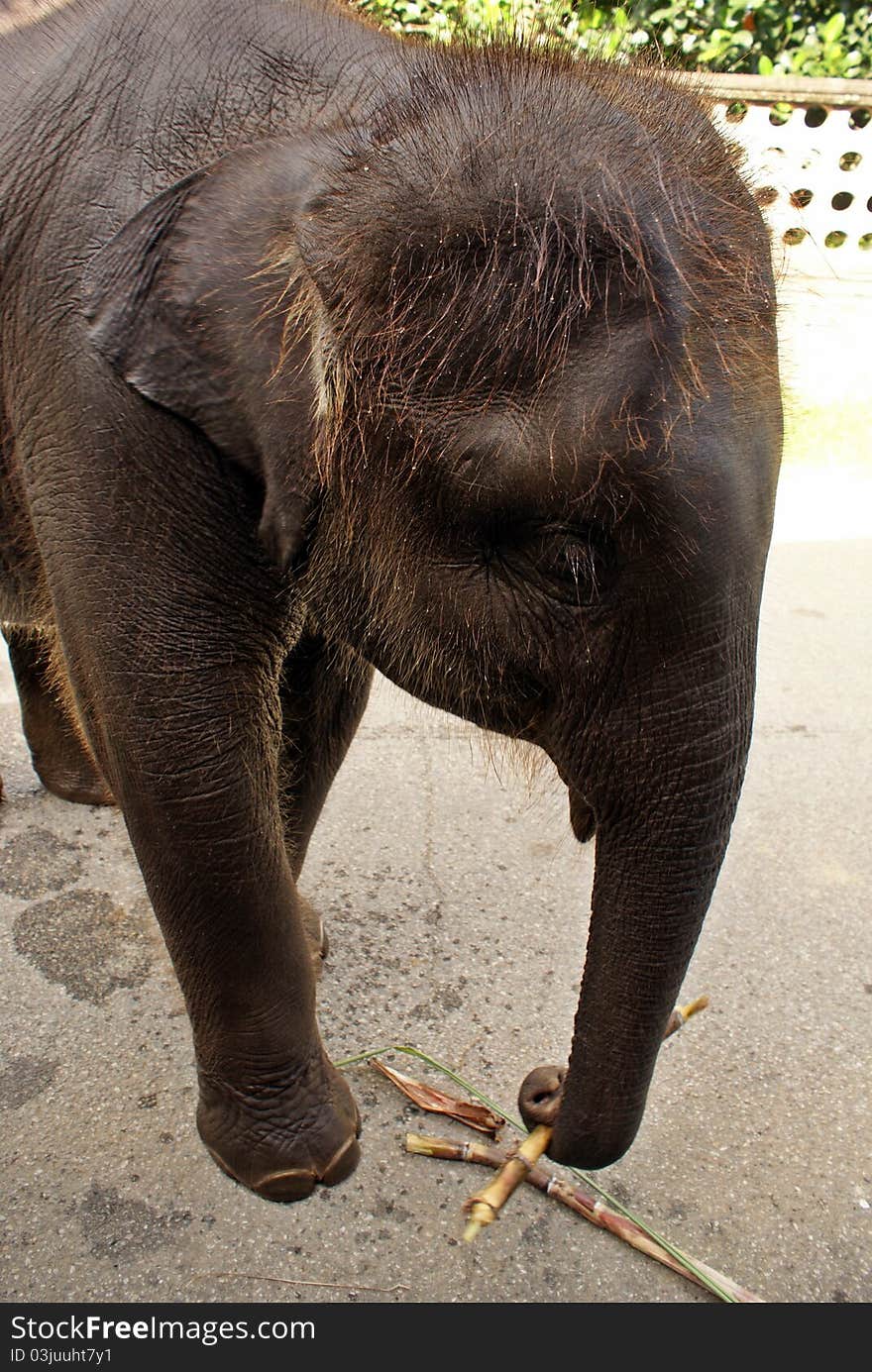Cute baby elephant eating sugarcane