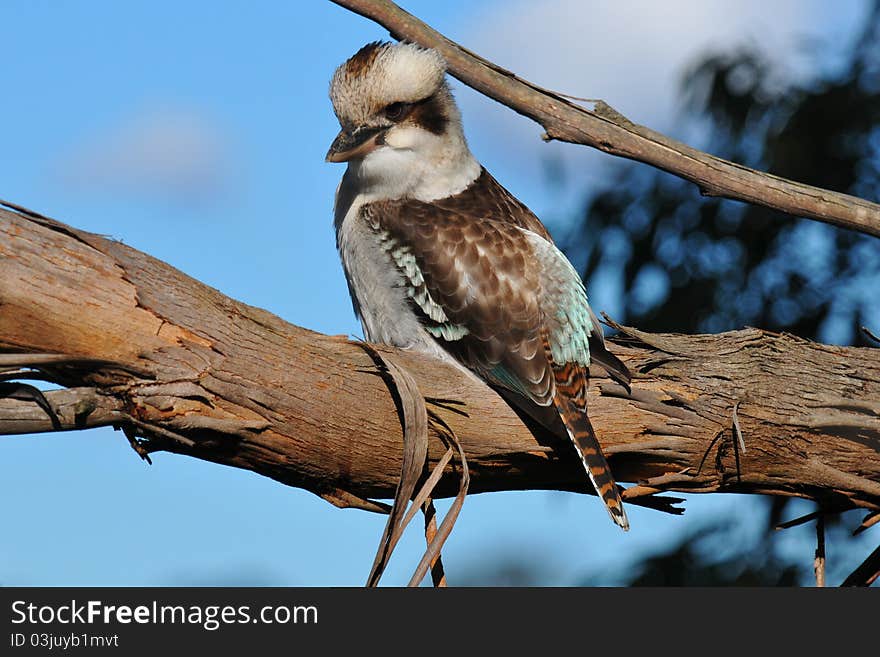 Kookaburra bird sitting in a gum tree