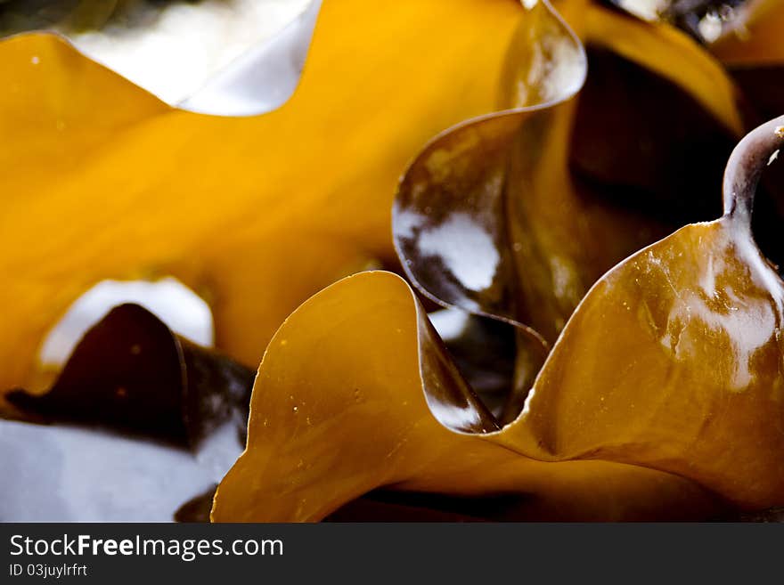 Edible kelp microspur