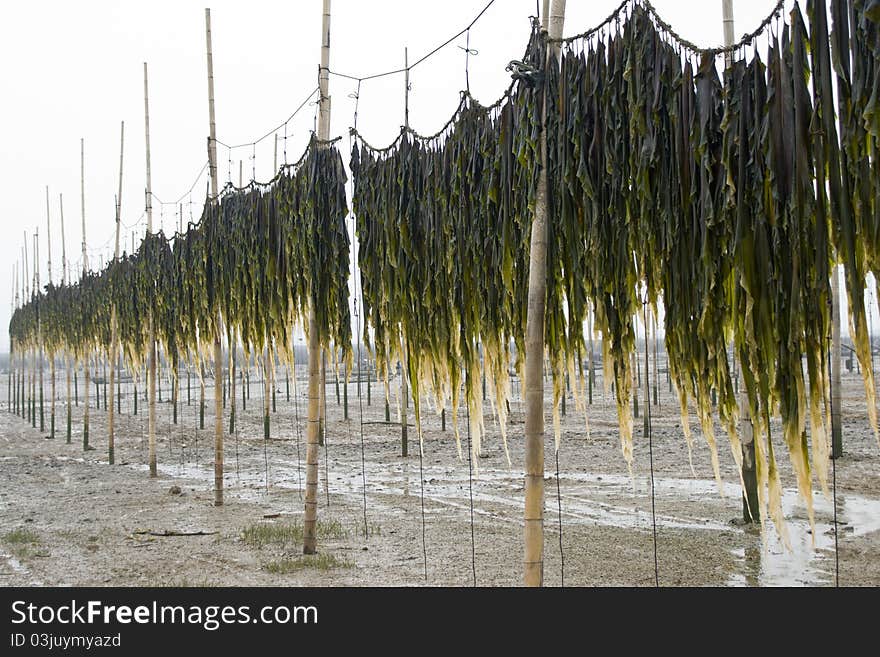 Natural edible kelp drying outdoor