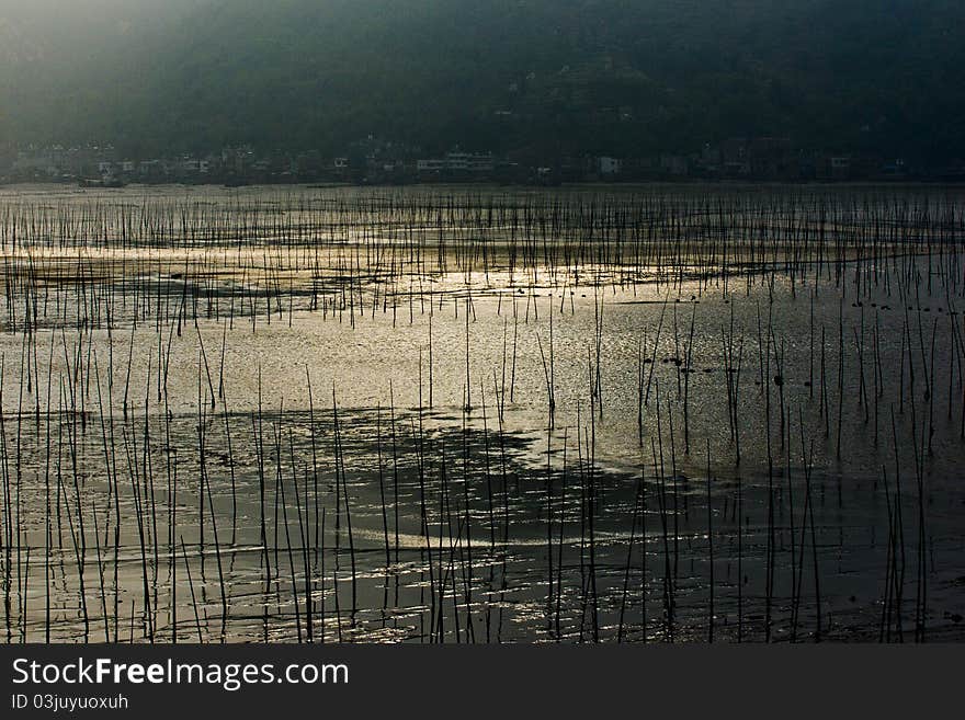 XiaPu China,coastal aquatic production,mudflat aquaculture