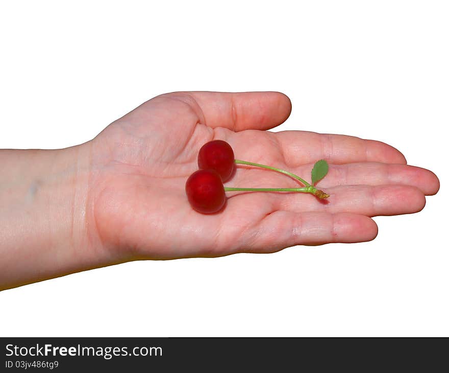 Cherries in the palm. White background. isolation. Cherries in the palm. White background. isolation