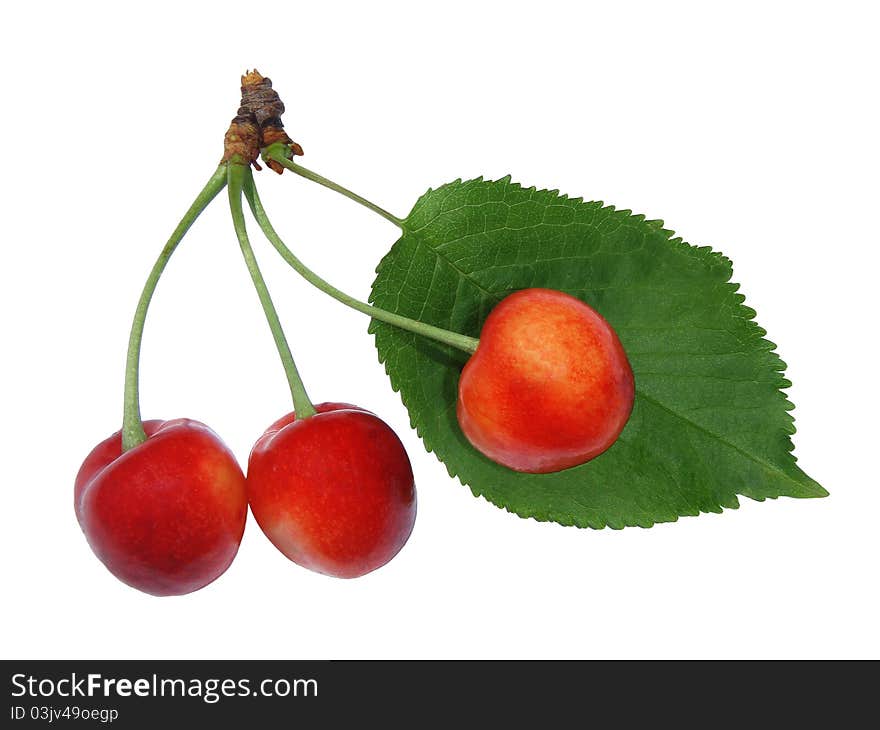 A lot of ripe cherries. Summer harvest. A lot of ripe cherries. Summer harvest