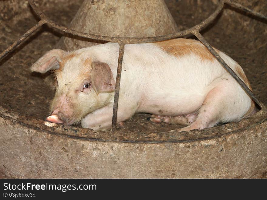 A young pig is laying in its food tray