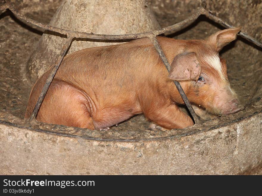 A young pig is laying in its food tray