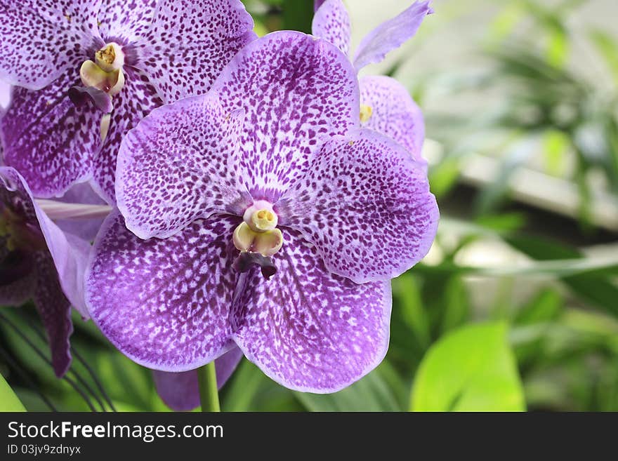 Purple Orchids