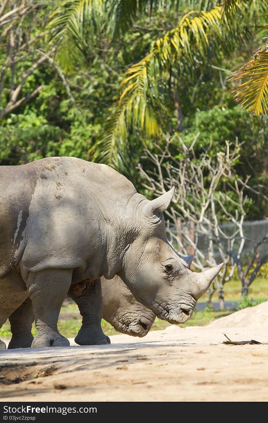 Rhinoceros, wild animals in zoos.