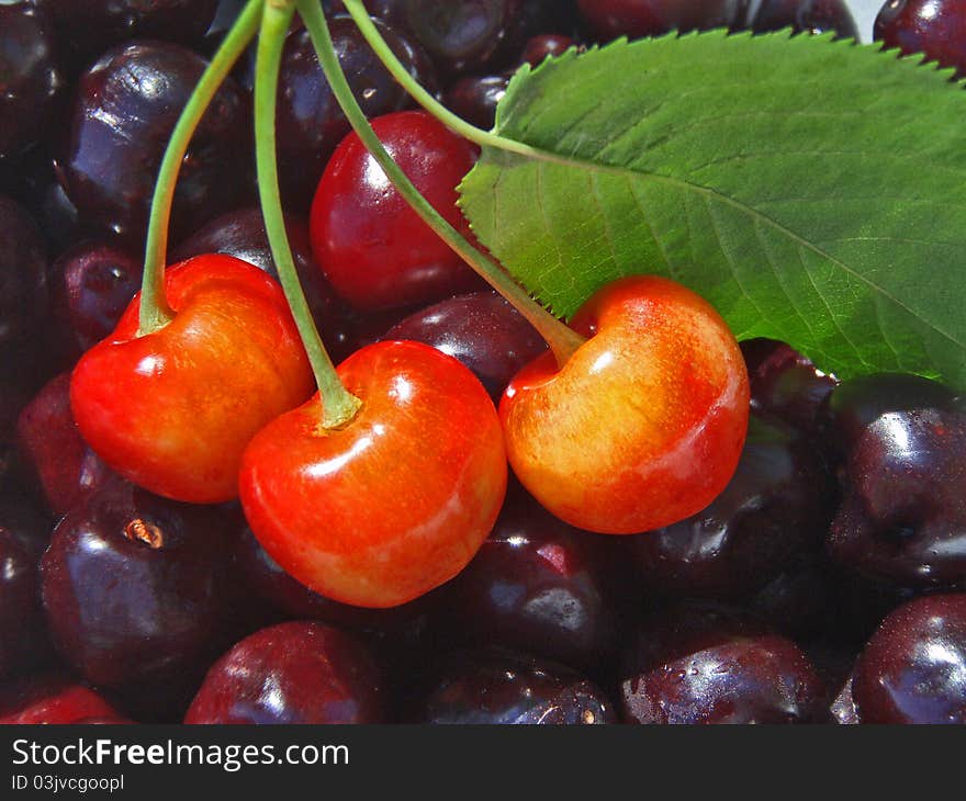 A lot of ripe cherries. Summer harvest. A lot of ripe cherries. Summer harvest