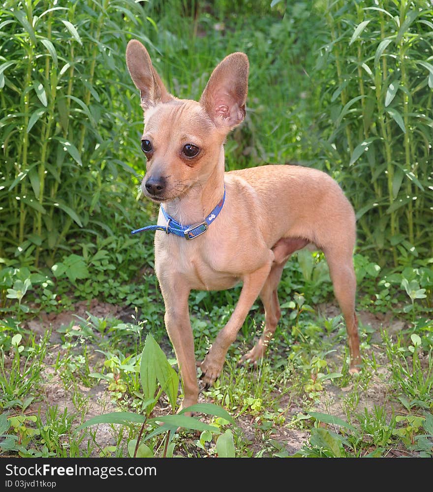 The toy terrier costs on the earth