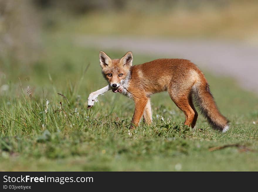 A red fox cub posing in the dunes