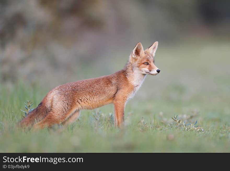 A red fox cub posing in the dunes