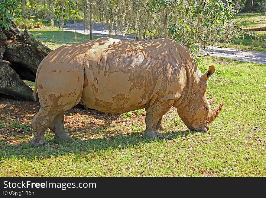 Rhino eating grass in the sun