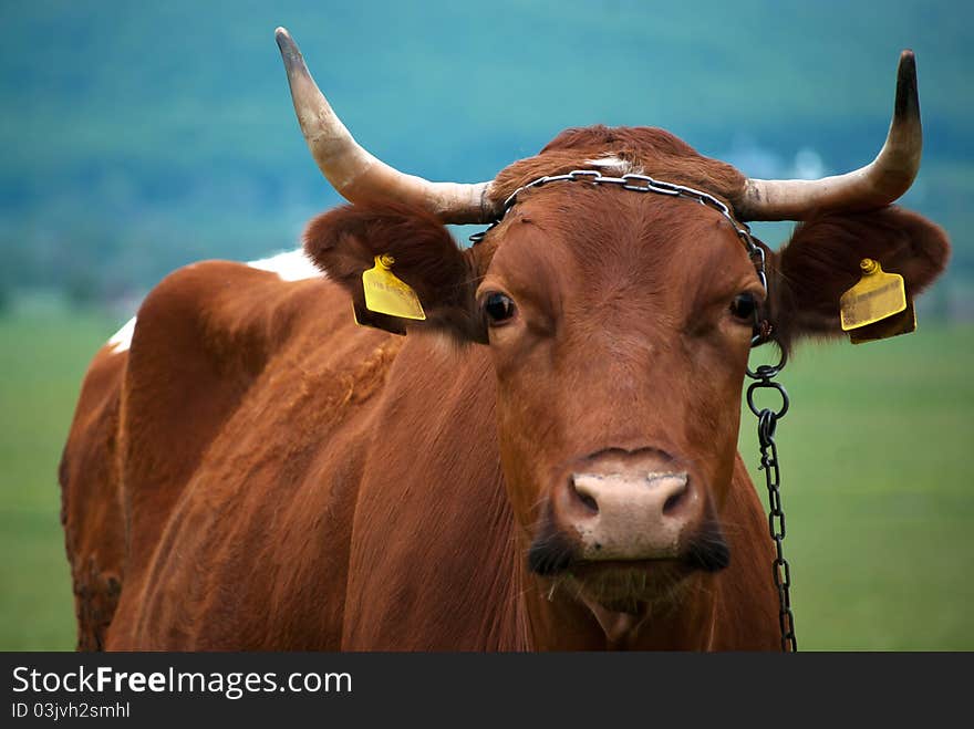 Cow in pasture