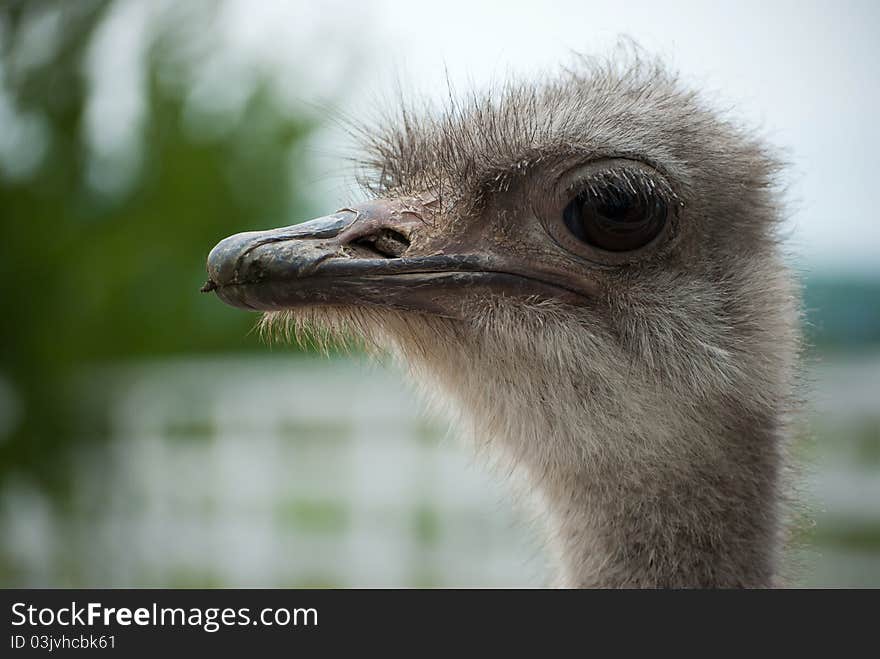 Female ostrich portrait on a farm